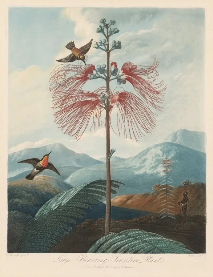 Large Flowering Sensitive Plant, Plate 16, by Joseph Constantine Stadler, 1799