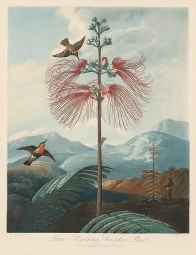 Large Flowering Sensitive Plant, Plate 16, by Joseph Constantine Stadler