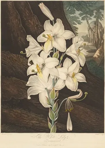 The Temple of Flora; or Garden of Nature: White Lily with Variegated Leaves, by Joseph Constantine Stadler