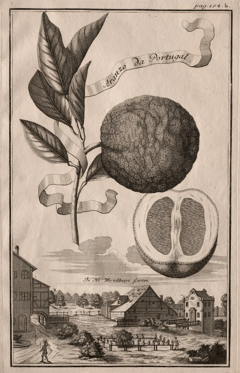 Nurnbergische Hesperides: Aranzo da Portugal, by Joseph de Montalegre, 1714