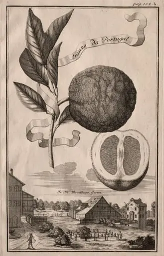 Nurnbergische Hesperides:  Aranzo da Portugal, by Joseph de Montalegre