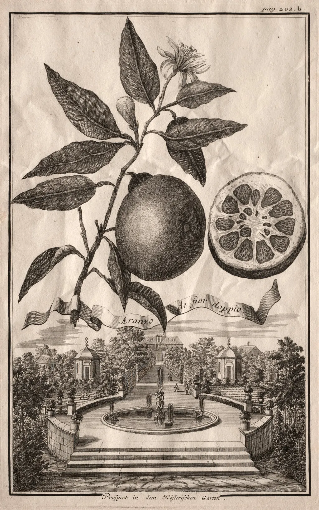 Nurnbergische Hesperides: Aranzo de fior doppio, by Joseph de Montalegre, 1714