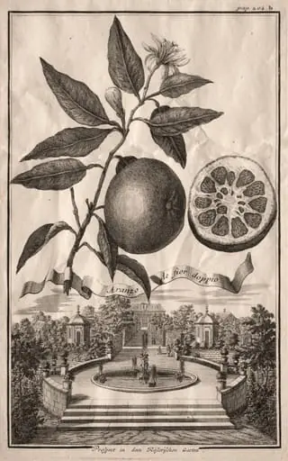 Nurnbergische Hesperides:  Aranzo de fior doppio, by Joseph de Montalegre