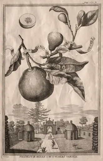 Nurnbergische Hesperides: Limon bergamotto personzin gientile, by Joseph de Montalegre