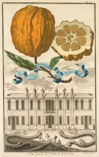 Nurnbergische Hesperides:  No. 185 - Aranzo Striato dolce.  Palazzo del N. H. Fonte in Noventa, by Joseph de Montalegre