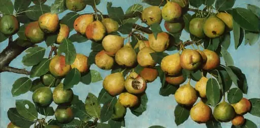 Ripening Pears, by Joseph Decker
