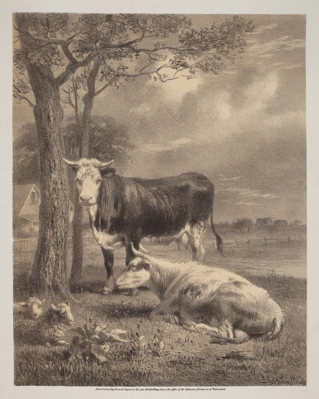 Cattle Ruminating, by Joseph Foxcroft Cole, ink, 1870