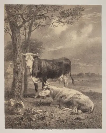 Cattle Ruminating, by Joseph Foxcroft Cole