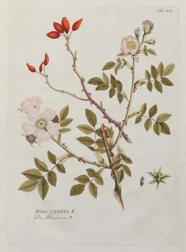 Icones Plantarum Medicinalium:  Dog Rose, by Joseph Jacob Plenck