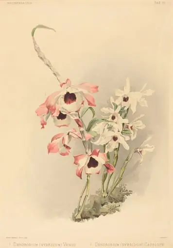 Dendrobium (Hybridium) Venus and Dendrobium (Hybridium) Cassiope, by Joseph Mansell