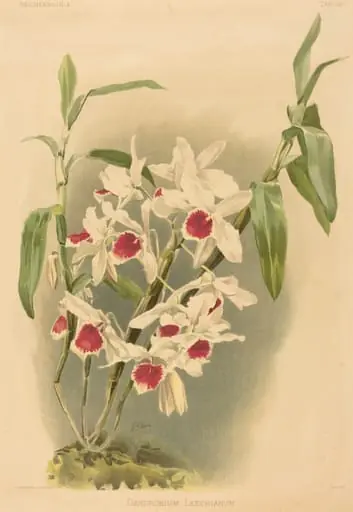 Dendrobium Leechianum, by Joseph Mansell