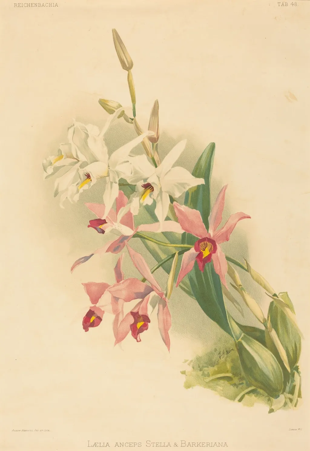 Laelia Anceps Stella & Barkeriana, by Joseph Mansell, ink, 1840