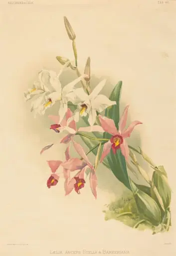 Laelia Anceps Stella & Barkeriana, by Joseph Mansell