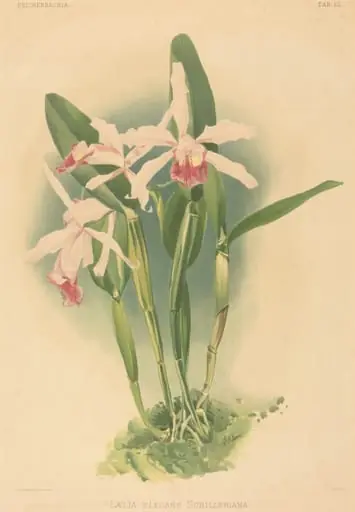 Laelia Elegans Schilleriana, by Joseph Mansell
