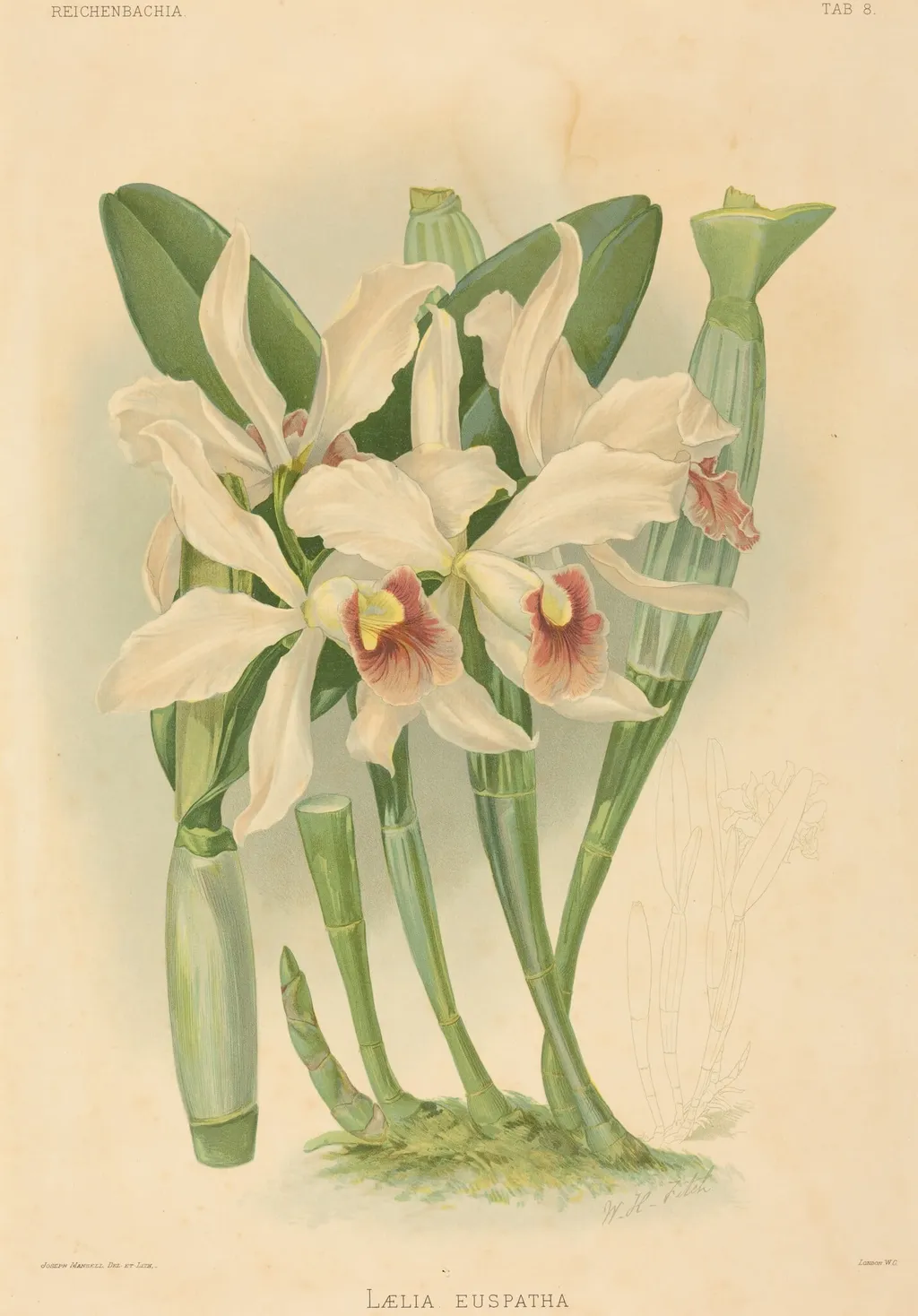 Laelia Euspatha, by Joseph Mansell, ink, 1840