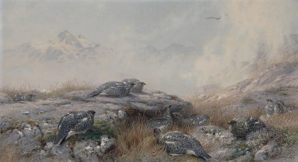 Ptarmigan: Summer, by Joseph Wolf, watercolor, 1875