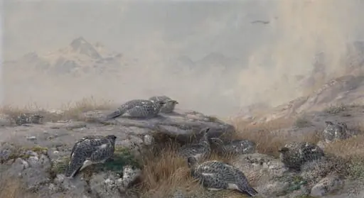 Ptarmigan: Summer, by Joseph Wolf