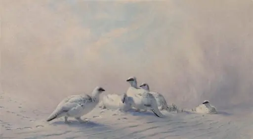 Ptarmigan: Winter, by Joseph Wolf
