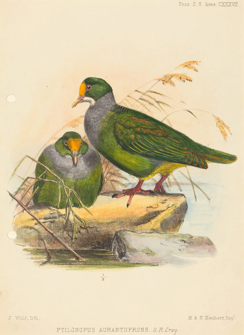 Two Birds (Ptilonopus Auranthfrons), by Joseph Wolf, ink, 1860