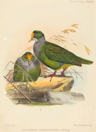 Two Birds (Ptilonopus Auranthfrons), by Joseph Wolf