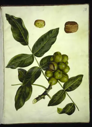 Juglans regia (almindelig valnød)