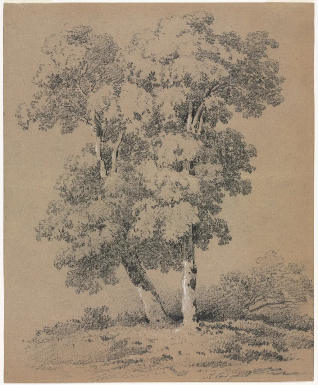 Tree Study, by Jules Coignet, 1850