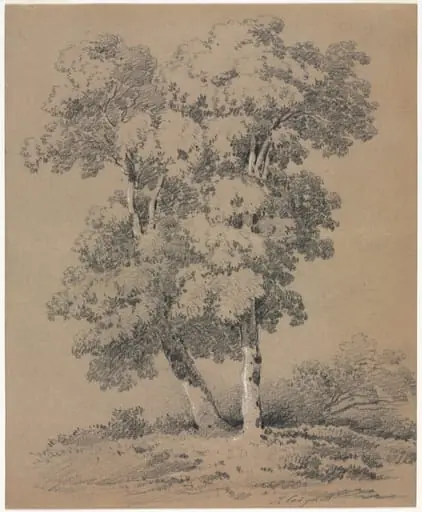 Tree Study