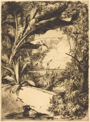 Plantes de Serre (Greenhouse or Aquatic Plants), by Jules-Ferdinand Jacquemart