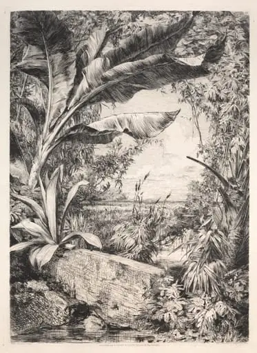 Plants of the Greenhouse, by Jules Jacquemart