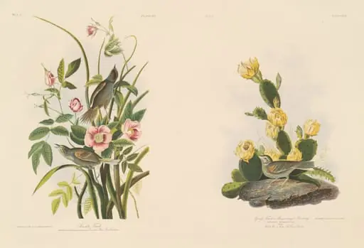 Seaside Finch; and Grafs Finch or Bay-Winged Bunting, by Julius Bien