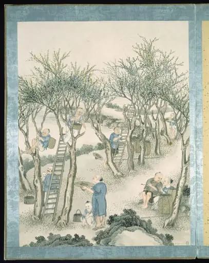 Gathering 'Jingsang' Mulberry Leaves, by Jun Wu