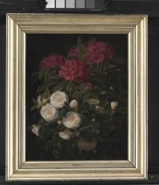 Kamelier og rhododendron