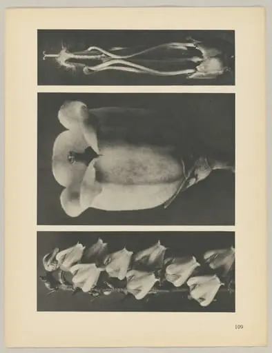 a Andromeda floribunda; b Vaccinium corymbosum; c Acanthus mollis, by Karl Blossfeldt