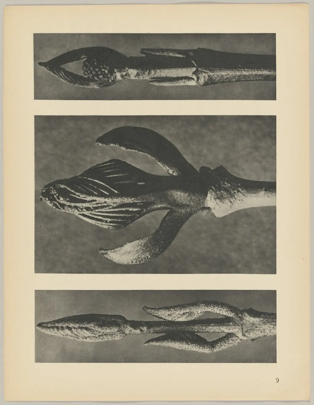 a Callicarpa dichotoma; b Fraxinus ornus; c Cornus pubescens, by Karl Blossfeldt, 1928