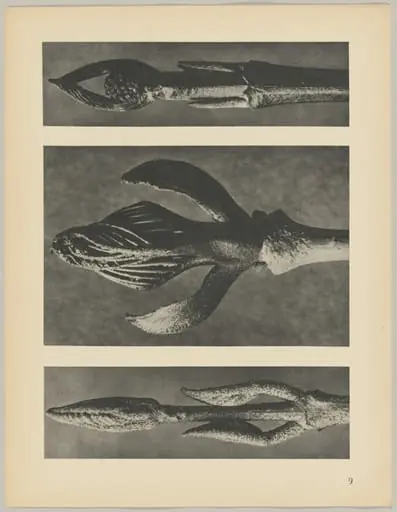 a Callicarpa dichotoma; b Fraxinus ornus; c Cornus pubescens, by Karl Blossfeldt