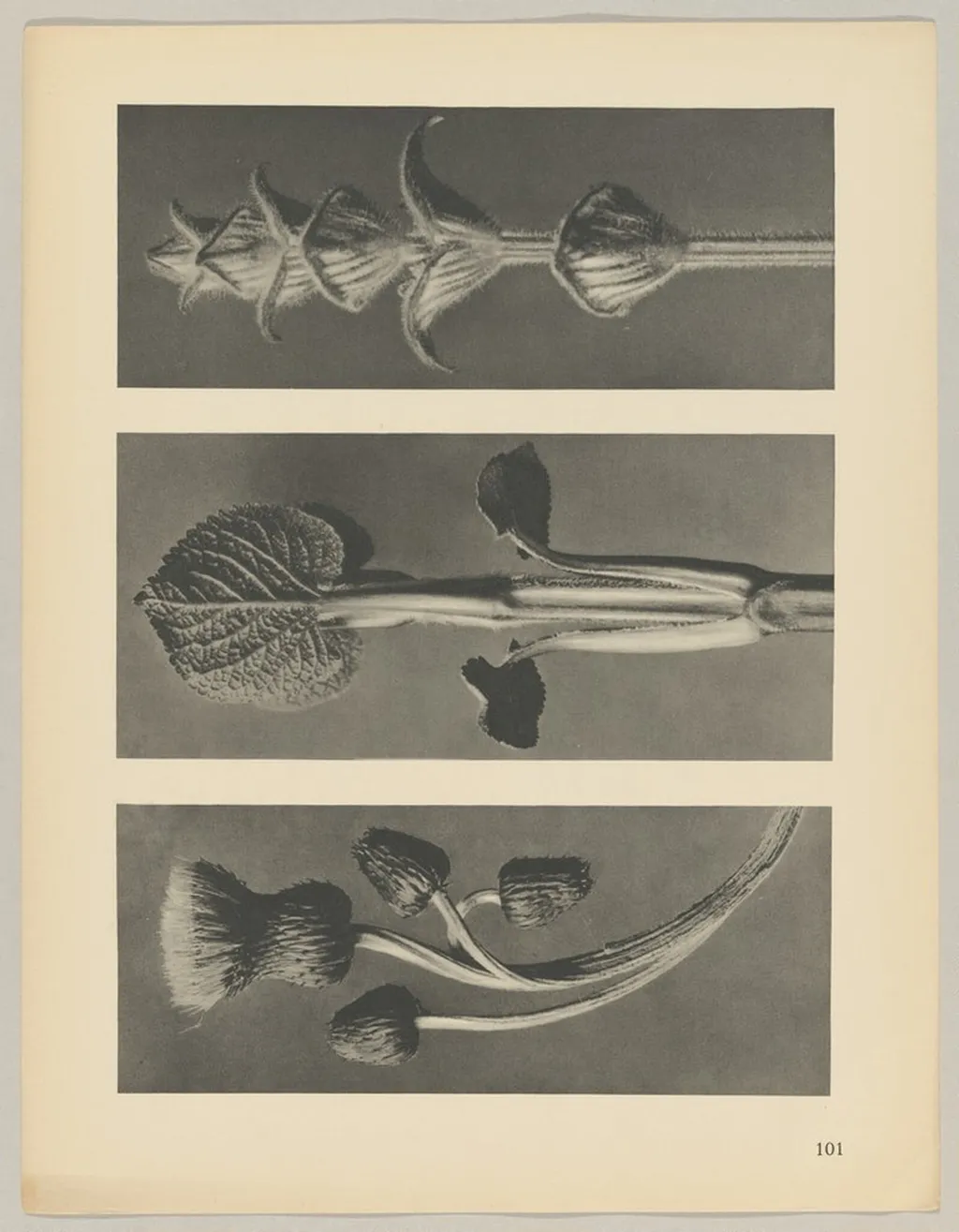 a Cirsium canum; b Phlomis umbrosa; c salvia, by Karl Blossfeldt, 1928