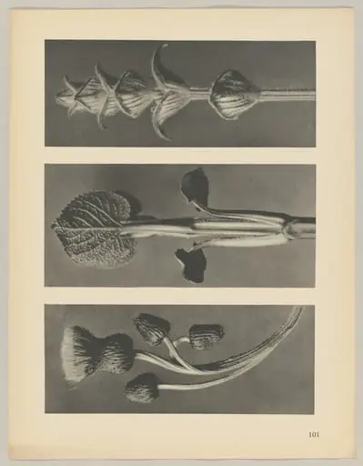 a Cirsium canum; b Phlomis umbrosa; c salvia, by Karl Blossfeldt