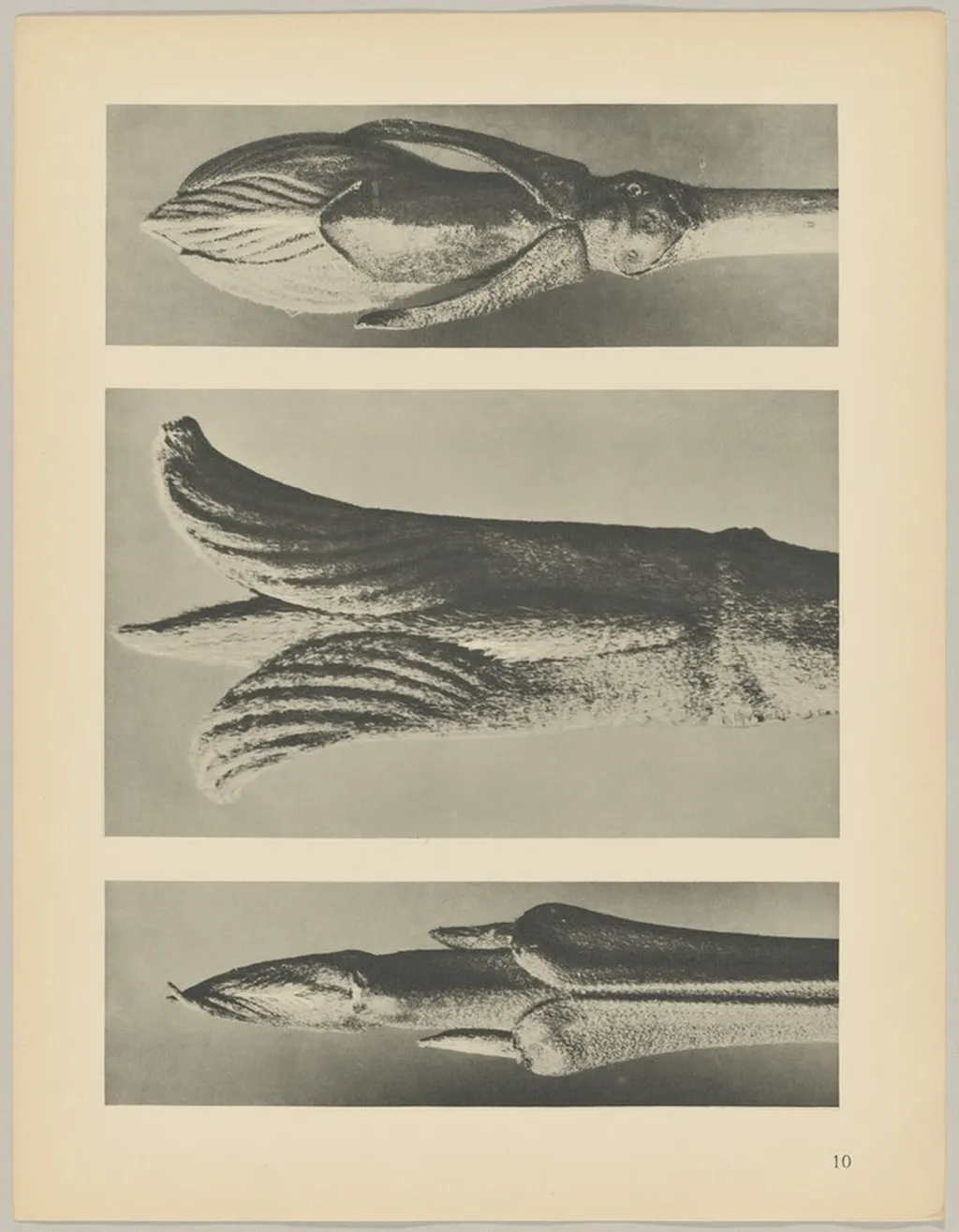 a Cornus brachypoda; b Cornus pubescens; c Viburnum, by Karl Blossfeldt, 1928