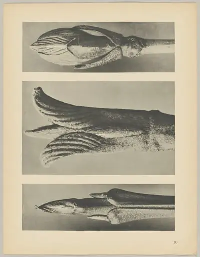 a Cornus brachypoda; b Cornus pubescens; c Viburnum, by Karl Blossfeldt