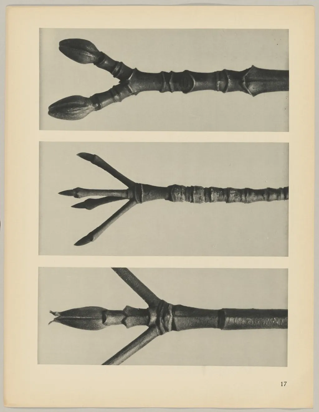 a Cornus Nuttallii; b Cornus florida; c Acer pennsylvanicum, by Karl Blossfeldt, 1928