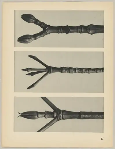 a Cornus Nuttallii; b Cornus florida; c Acer pennsylvanicum, by Karl Blossfeldt