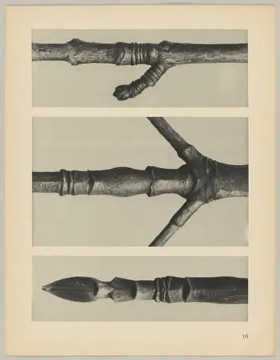 a Cornus Nuttallii; b Cornus Nuttallii; c Acer, by Karl Blossfeldt