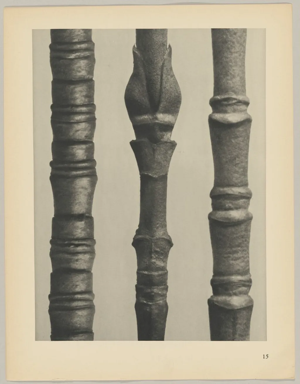 a Cornus Nuttallii; b Cornus Nuttallii; c Cornus florida, by Karl Blossfeldt, 1928
