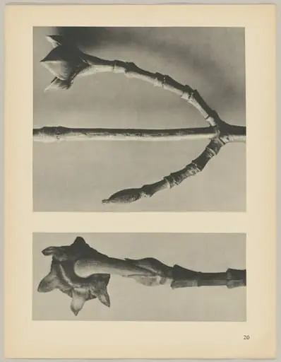 a Cornus Nuttallii; b Cornus officinalis, by Karl Blossfeldt