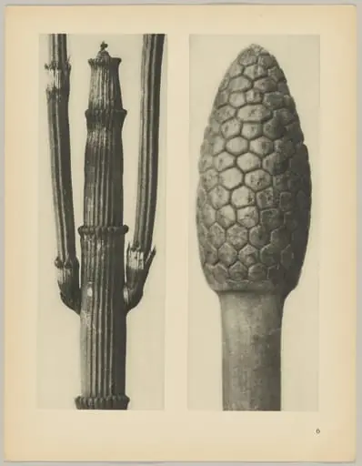 a Equisetum hiemale; b Equisetum arvense, by Karl Blossfeldt