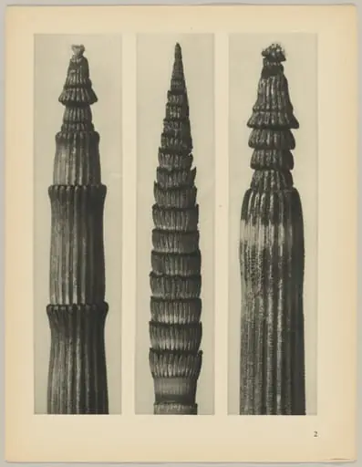 a Equisetum hiemale; b Equisetum maximum; c Equisetum hiemale, by Karl Blossfeldt