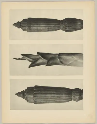 a Equisetum hiemale; b Hosta japonica; c Equisetum hiemale, by Karl Blossfeldt