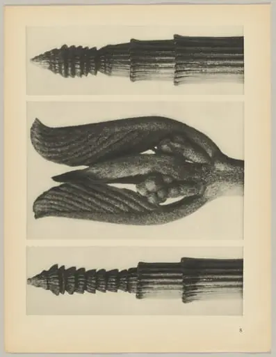 a Equisetum hiemale; b Rhamnus Purshiana; c Equisetum hiemale, by Karl Blossfeldt