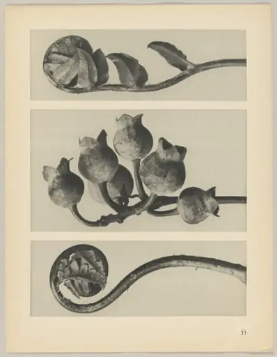 a Polypodiaceae Aspidieae; b Vaccinium corymbosum; c Polystichum falcatum, by Karl Blossfeldt