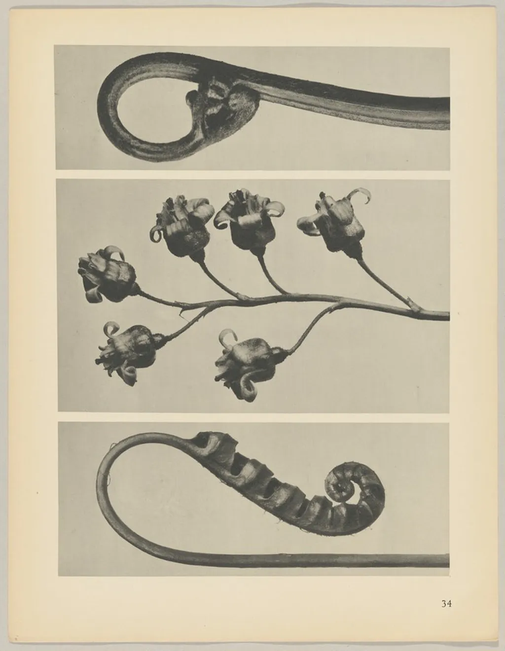 a Polypodium vulgare; b Ribes nigrum; c Pteridium aquilinum, by Karl Blossfeldt, 1928